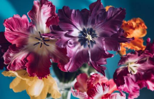 Gör-det-själv: Arrangemang med rosa anthuriums förhöjer ditt hem med tropisk elegans